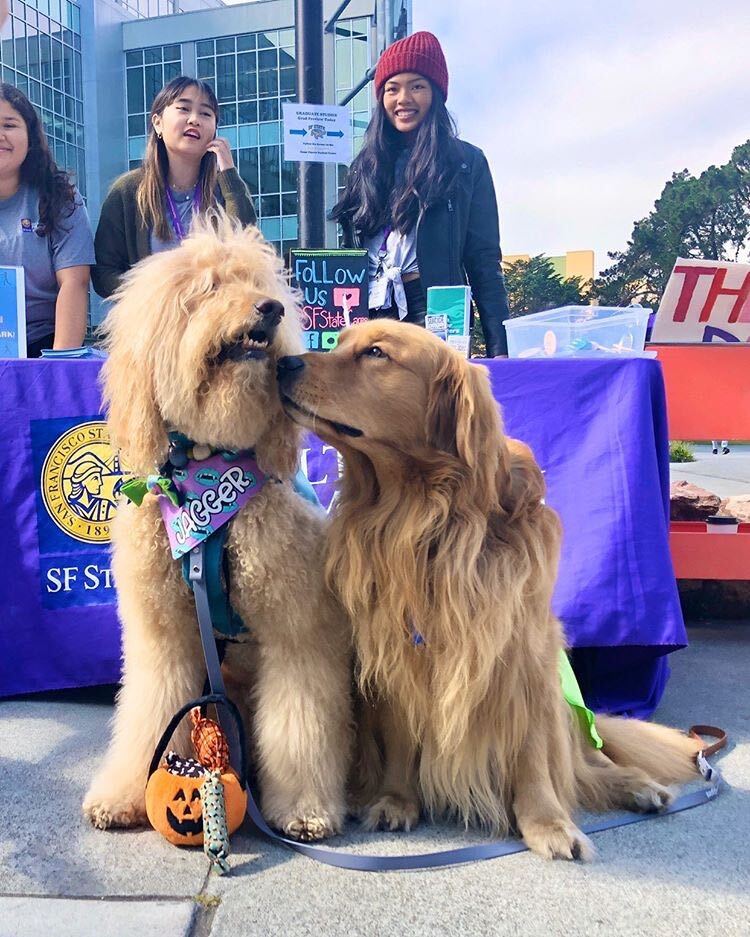 Therapy Dogs Brixton and Jagger