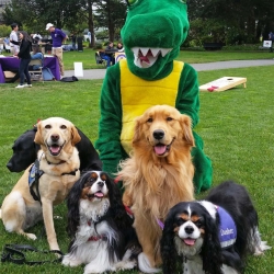 Dogs and Gator