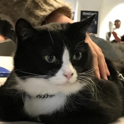 Therapy Cat